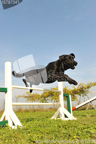 Image of labrador retriever in agility