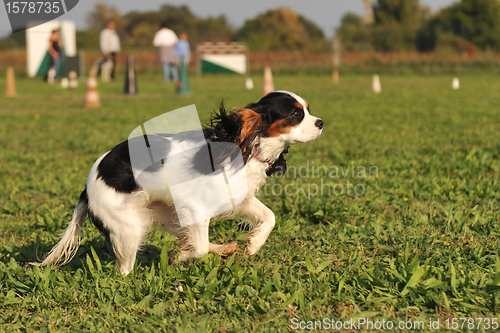 Image of running cavalier king charles