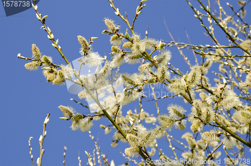 Image of pussy-willow tree. Sign of spring 