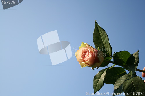 Image of Pink rose against the blue sky