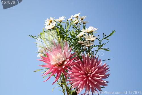 Image of Bouquet of dahlias and marguerites