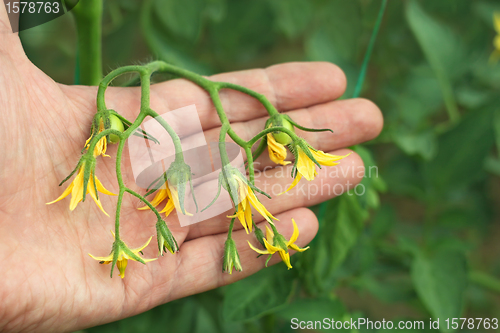 Image of Flowering tomatoes on the hand