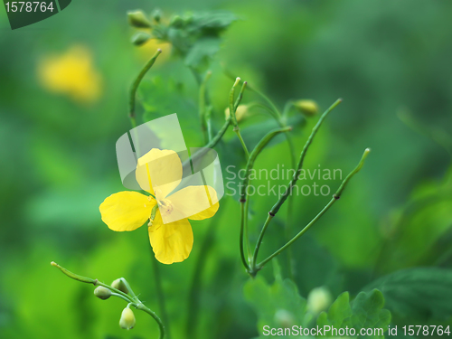 Image of Yellow celandine flower