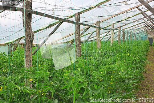 Image of Flowering tomatoes in greenhouse