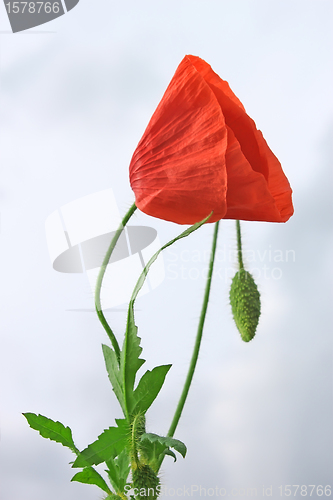 Image of Red poppy against cloudy sky