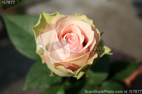 Image of Isolated beautiful rose
