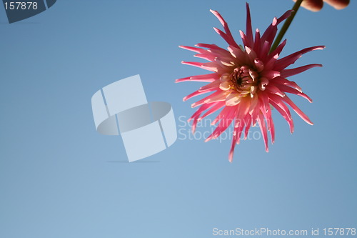 Image of Summer-dahlia