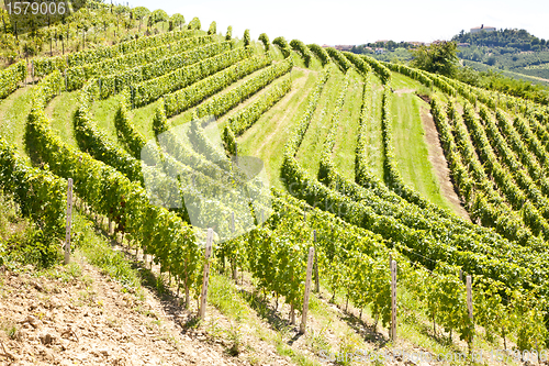 Image of Italy - Piedmont region. Barbera vineyard