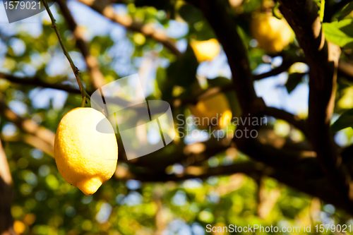 Image of Lemon