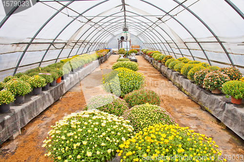 Image of Greenhouse 