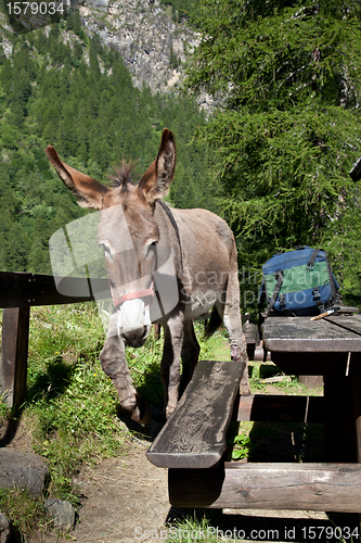 Image of Donkey close up