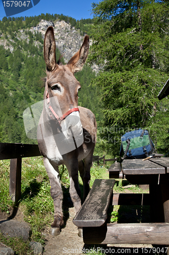 Image of Donkey close up