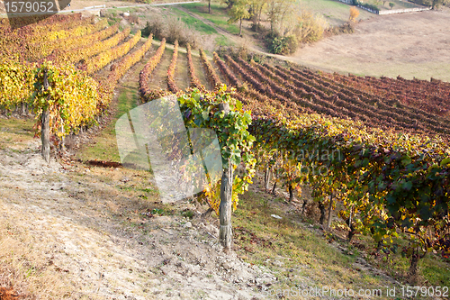 Image of Vineyard in autumn