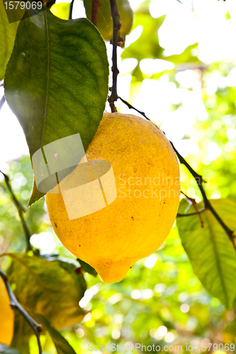 Image of Lemon