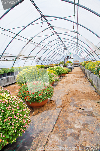 Image of Greenhouse 