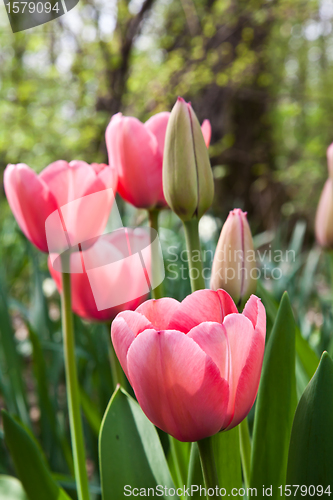 Image of Spring tulips impregnated by the sun