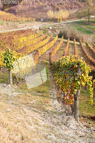 Image of Vineyard in autumn