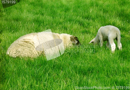 Image of Peaceful Sheep on A Meadow