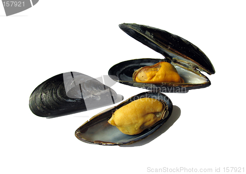 Image of Mussels