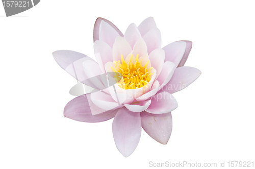 Image of lotus flower isolated