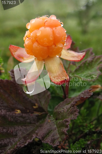 Image of Cloudberry in the rain