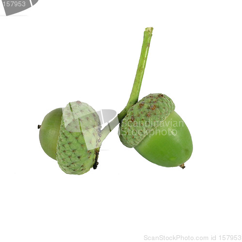 Image of acorn on white background