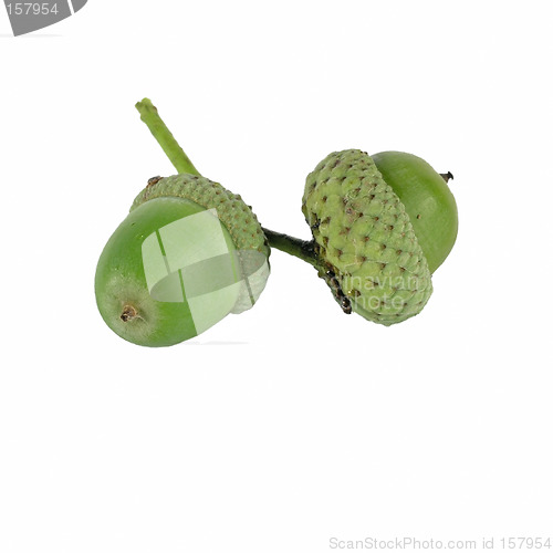 Image of acorn on white background