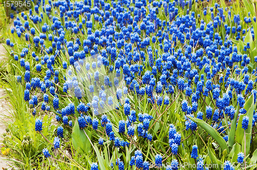 Image of Flowers in park