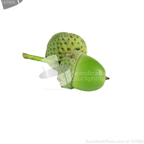 Image of acorn on white background