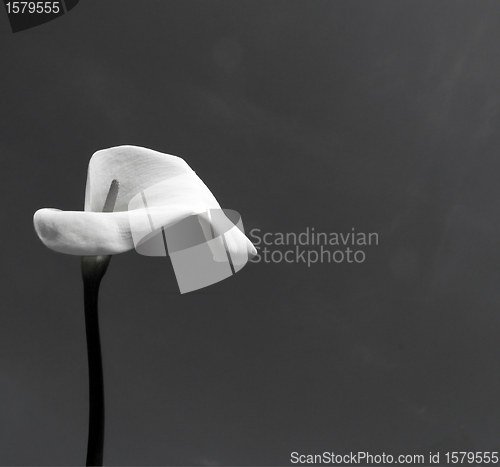 Image of Calla (Zantedeschia aethiopica) in black and white