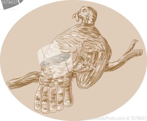 Image of Wild Turkey Perching On Branch Sketch