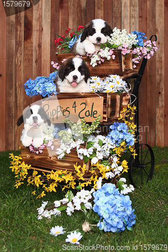 Image of Portrait of Saint Bernard Puppies