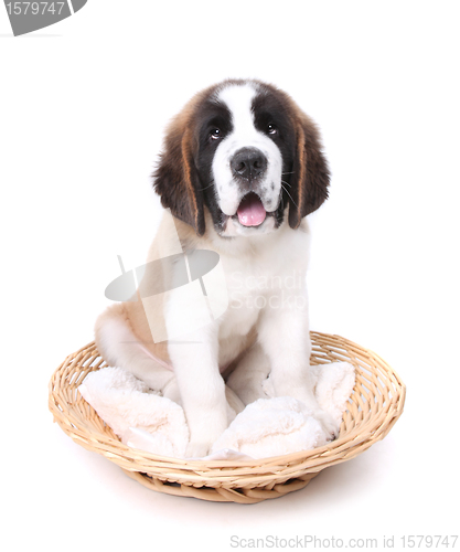 Image of Cute Saint Bernard Puppy on White