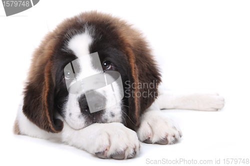 Image of Cute Saint Bernard Purebred Puppy 