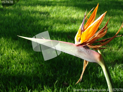 Image of Paradise Bird Flower