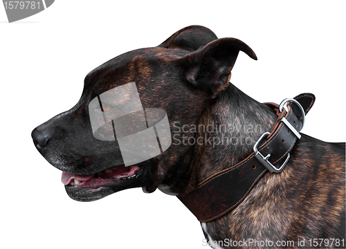 Image of Brindle Pitbull Terrie