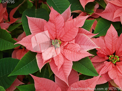 Image of Red and Green