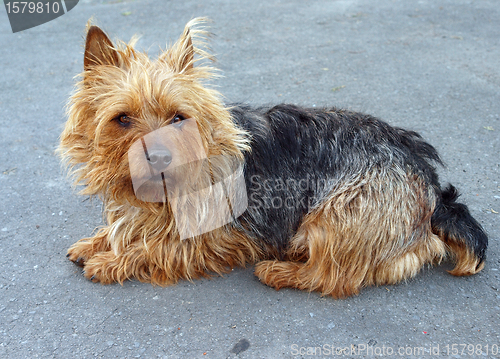 Image of Australian Terrier Bitch
