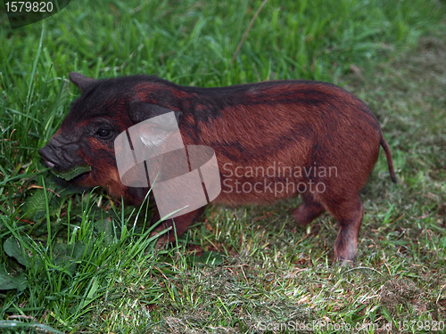 Image of Kune Kune Piglet