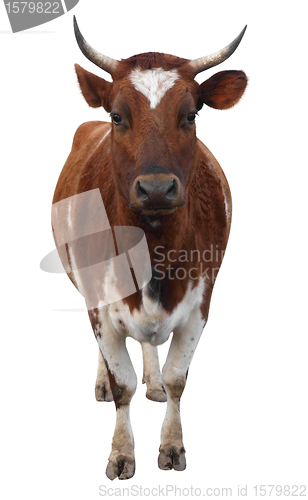 Image of Ayrshire Cow with Horns