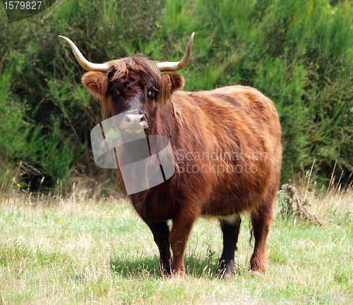 Image of Red Highland Cow