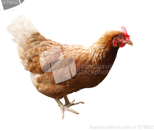 Image of Red Hen