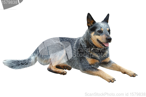 Image of Australian Cattle Dog