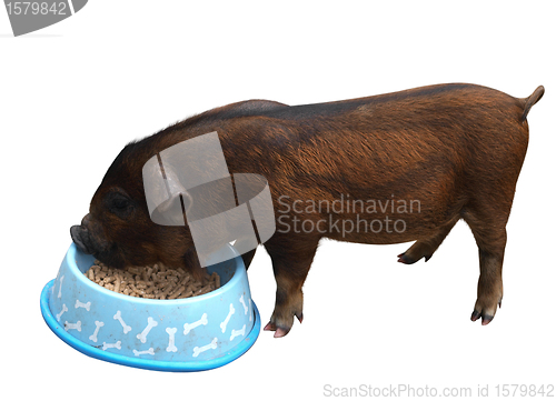 Image of Lady Gruntsalot, a Kune kune Pig eating from a bowl