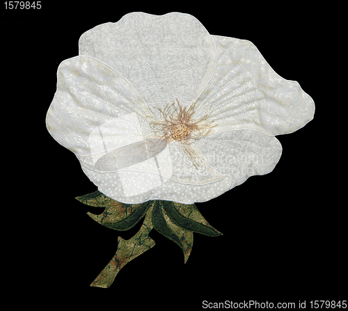 Image of White Cloth Poppy