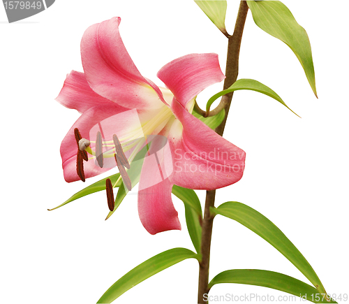 Image of Pink Lily on Stem
