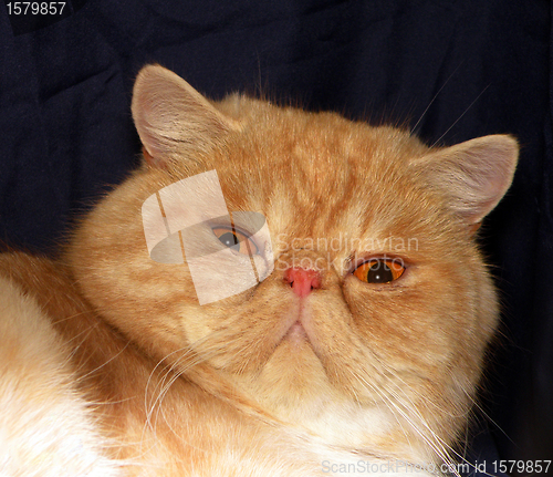 Image of Marmalade Cat