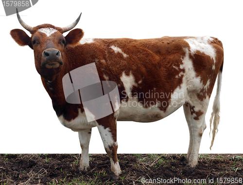 Image of Ayrshire Cow with Horns