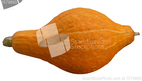 Image of Orange Pumpkin