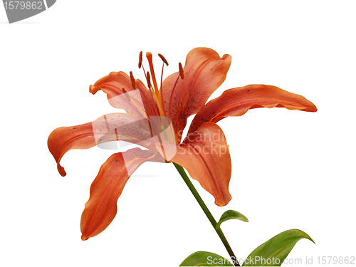 Image of Orange Lily